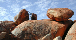 Sculpture, 2001